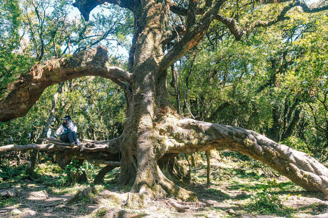 "Cây cổ thụ này không biết có từ bao giờ, hỏi những người lớn tuổi trong làng đều không biết nó có từ bao giờ, chỉ biết nó tồn tại rất lâu, khoảng trăm năm, đến thế hệ bọn tôi đều gọi nó là "cây thần kỳ" bởi vì nó tồn tại một cách rất thần kỳ giữa rừng cây cổ thụ và vẻ đẹp của nó đã thu hút rất nhiều khách đến đây check-in mỗi khi mùa leo núi vào vụ", anh Sồng Nênh (Bắc Yên, Sơn La) chia sẻ.