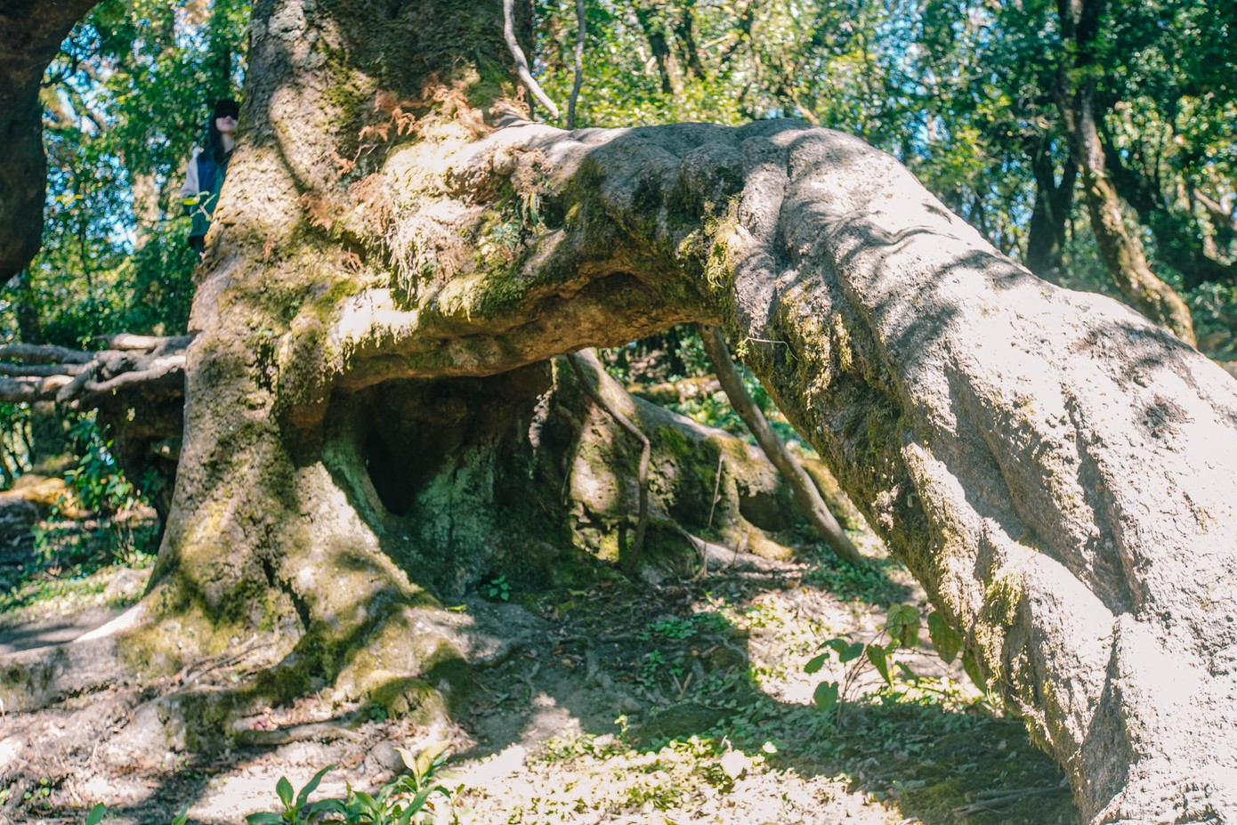 "Cây thần kỳ với bộ rễ khủng "ôm" một góc trong rừng Tà Xùa.