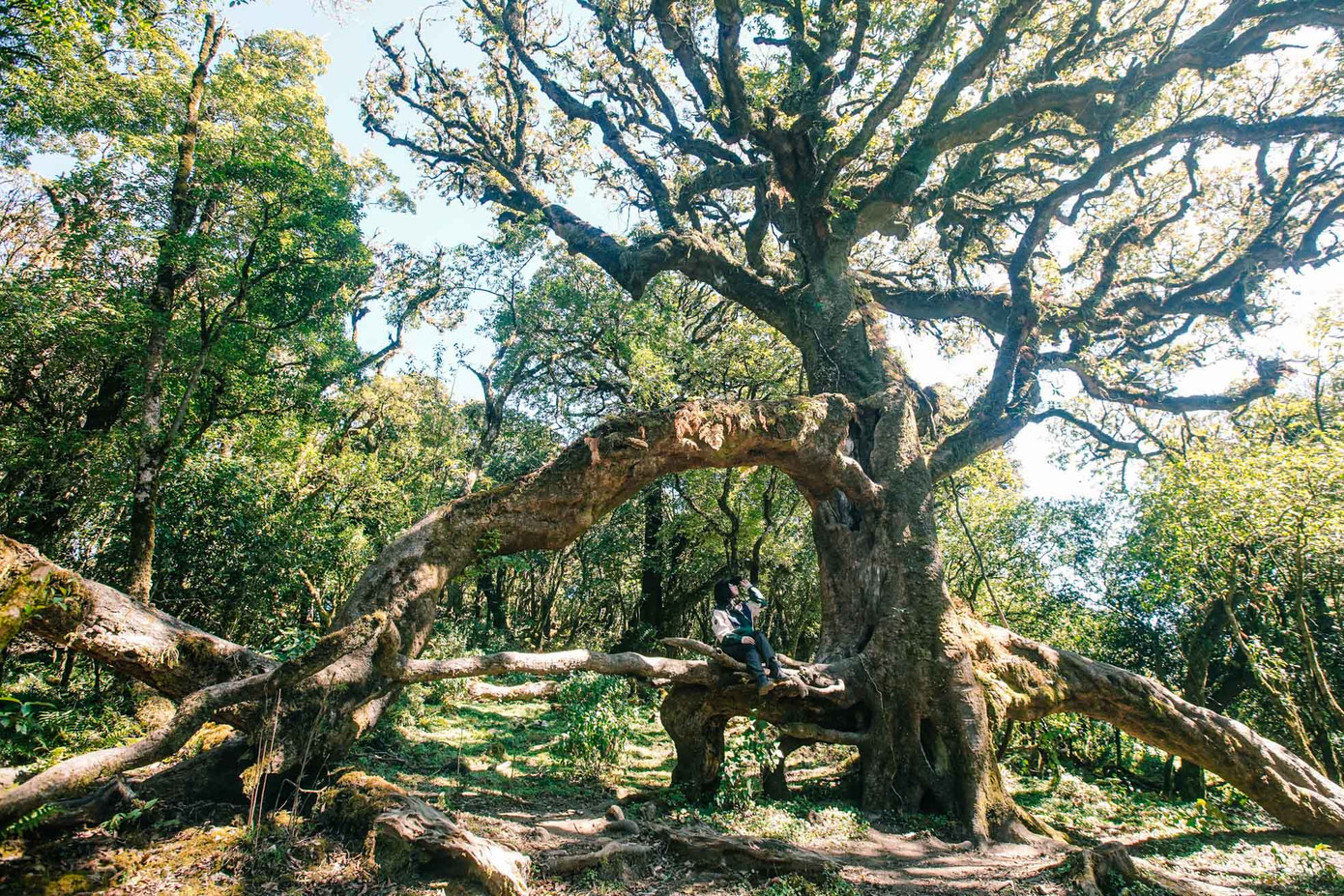 "Thật kinh ngạc khi có thể chứng kiến "cây thần kỳ" trên cung đường trekking đỉnh Sa Mu. Đây là điểm nhấn và kỷ niệm đáng nhớ trong chuyến đi lần này của tôi", bạn Thùy Nguyễn (Hoài Đức, Hà Nội) chia sẻ.