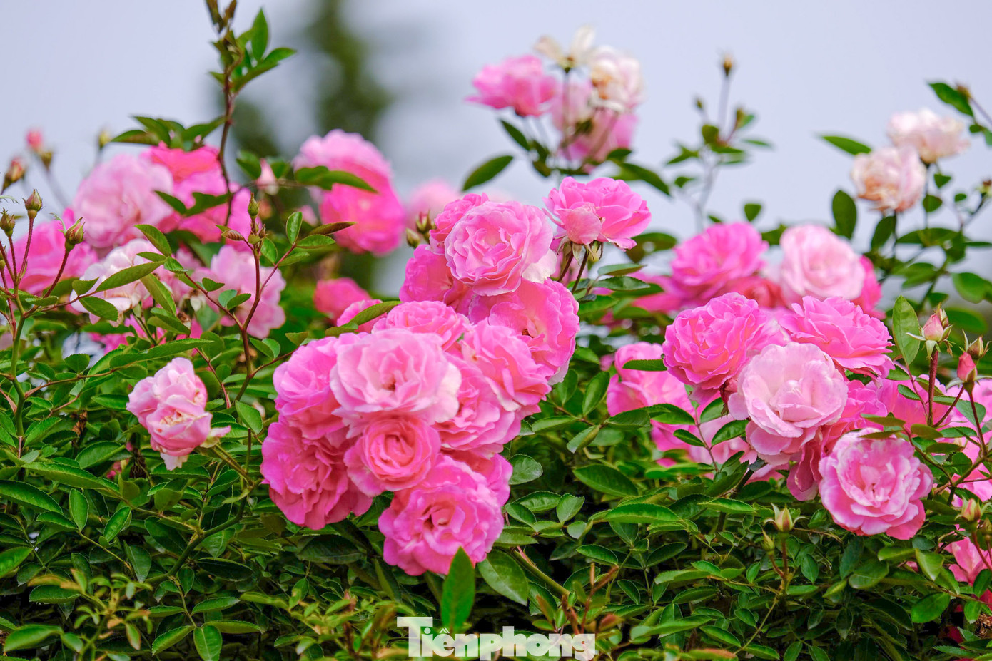 Festival hoa Mê Linh diễn ra từ ngày 26/12 đến 29/12 tại Quảng trường Trung tâm hành chính huyện Mê Linh hứa hẹn sẽ thu hút được hàng trăm nghìn lượt người dân và du khách đến tham dự. Festival hoa Mê Linh diễn ra từ ngày 26/12 đến 29/12 tại Quảng trường Trung tâm hành chính huyện Mê Linh hứa hẹn sẽ thu hút được hàng trăm nghìn lượt người dân và du khách đến tham dự.