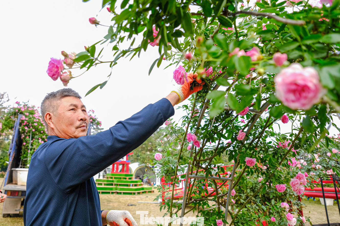 "Đến Festival hoa Mê Linh lần thứ 2 này, gia đình tôi mang 50 gốc hoa hồng ngoại và 3.000 cây nhỏ để giới thiệu đến người dân và du khách", chủ một vườn hoa Mê Linh cho biết. "Đến Festival hoa Mê Linh lần thứ 2 này, gia đình tôi mang 50 gốc hoa hồng ngoại và 3.000 cây nhỏ để giới thiệu đến người dân và du khách", chủ một vườn hoa Mê Linh cho biết.