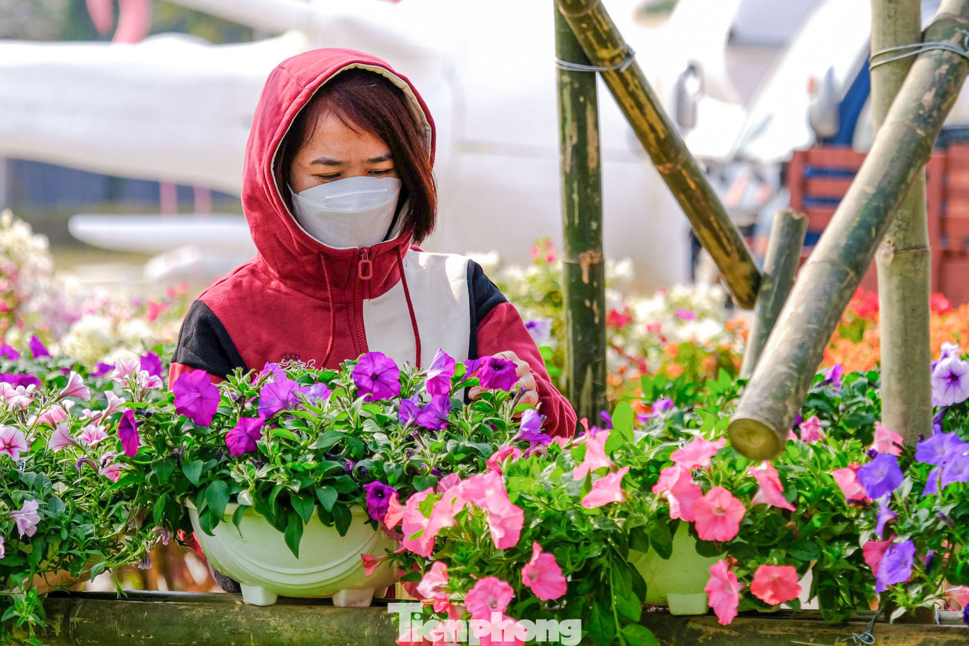 Các công nhân miệt mài trang trí hoa cho các hạng mục tại Festival hoa Mê Linh. Các công nhân miệt mài trang trí hoa cho các hạng mục tại Festival hoa Mê Linh.