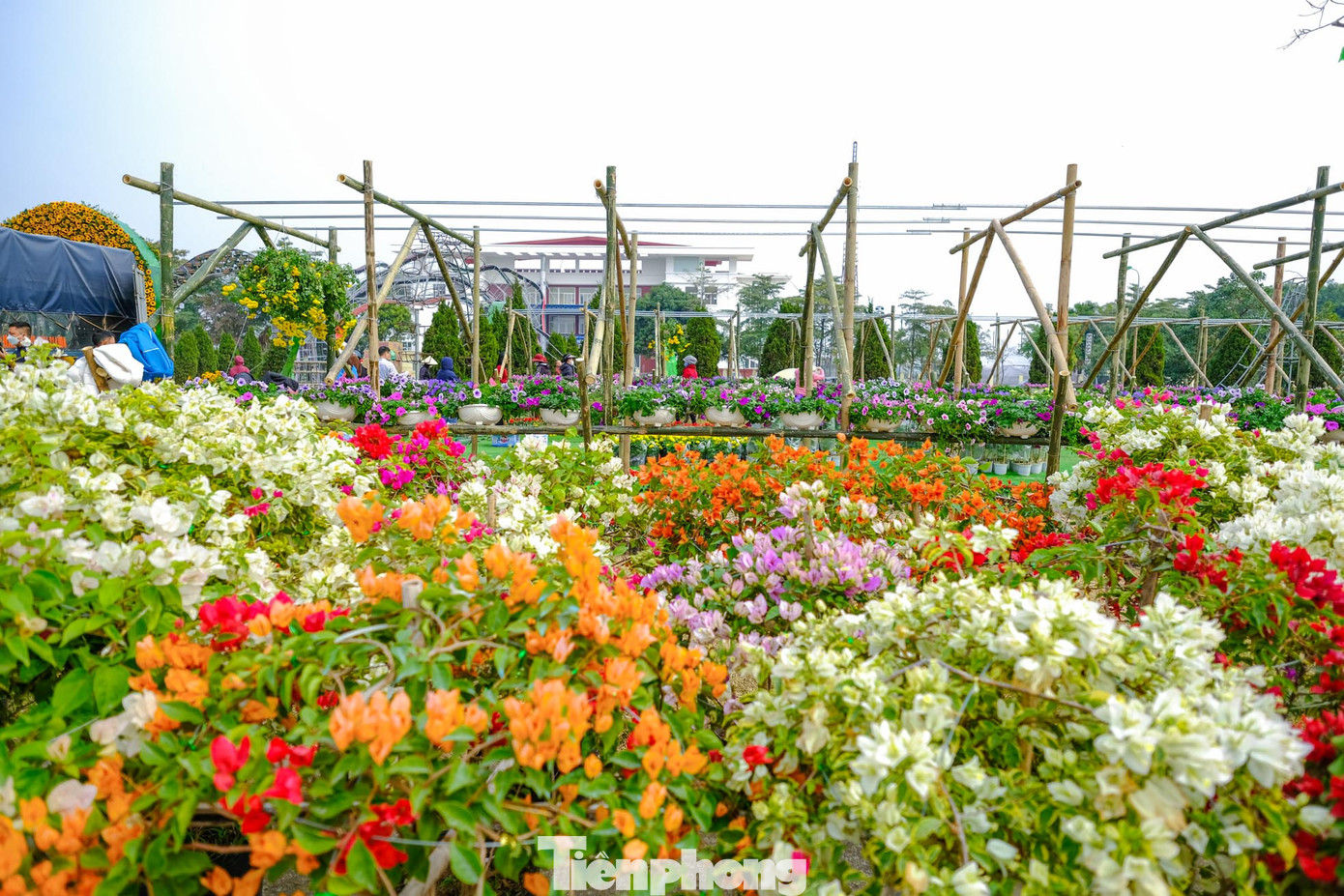 Không gian festival hứa hẹn sẽ ngập tràn sắc màu và hương thơm của các loài hoa cùng với dàn âm thanh sôi động, vũ điệu ánh sáng rực rỡ tạo nên không khí thật sự vui tươi sẽ là một trải nghiệm đáng nhớ đối với mỗi người dân, du khách. Không gian festival hứa hẹn sẽ ngập tràn sắc màu và hương thơm của các loài hoa cùng với dàn âm thanh sôi động, vũ điệu ánh sáng rực rỡ tạo nên không khí thật sự vui tươi sẽ là một trải nghiệm đáng nhớ đối với mỗi người dân, du khách.