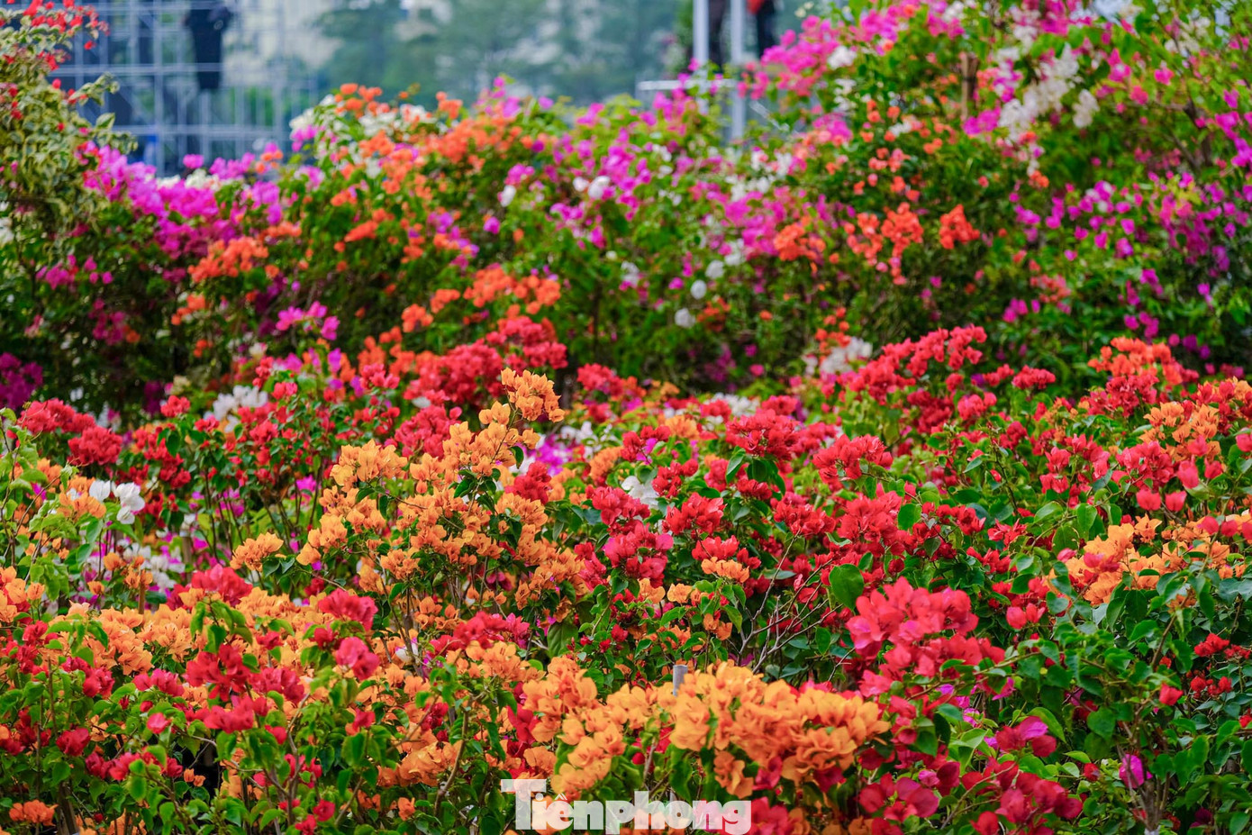 Không gian festival hứa hẹn sẽ ngập tràn sắc màu và hương thơm của các loài hoa cùng với dàn âm thanh sôi động, vũ điệu ánh sáng rực rỡ tạo nên không khí thật sự vui tươi sẽ là một trải nghiệm đáng nhớ đối với mỗi người dân, du khách. Không gian festival hứa hẹn sẽ ngập tràn sắc màu và hương thơm của các loài hoa cùng với dàn âm thanh sôi động, vũ điệu ánh sáng rực rỡ tạo nên không khí thật sự vui tươi sẽ là một trải nghiệm đáng nhớ đối với mỗi người dân, du khách.
