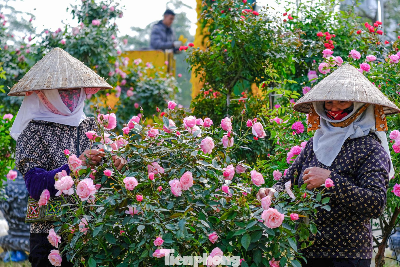 Các sản phẩm hoa hồng được người trồng hoa chăm sóc rất tỷ mỉ. Các sản phẩm hoa hồng được người trồng hoa chăm sóc rất tỷ mỉ.