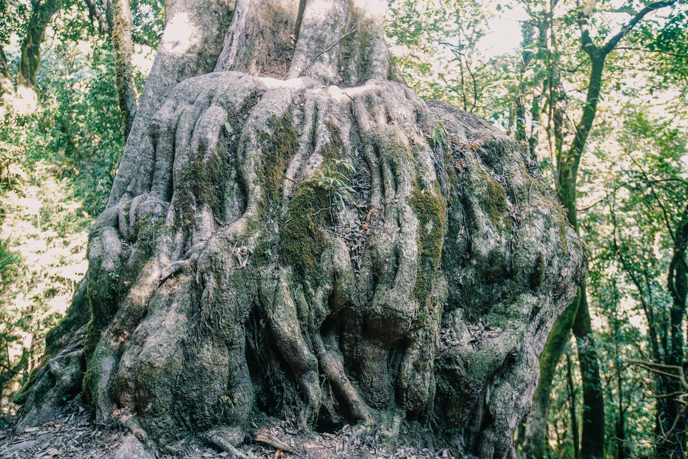 Một gốc cây cổ thụ cao hơn 1 m lộ trên mặt đất giữa rừng Tà Xùa.