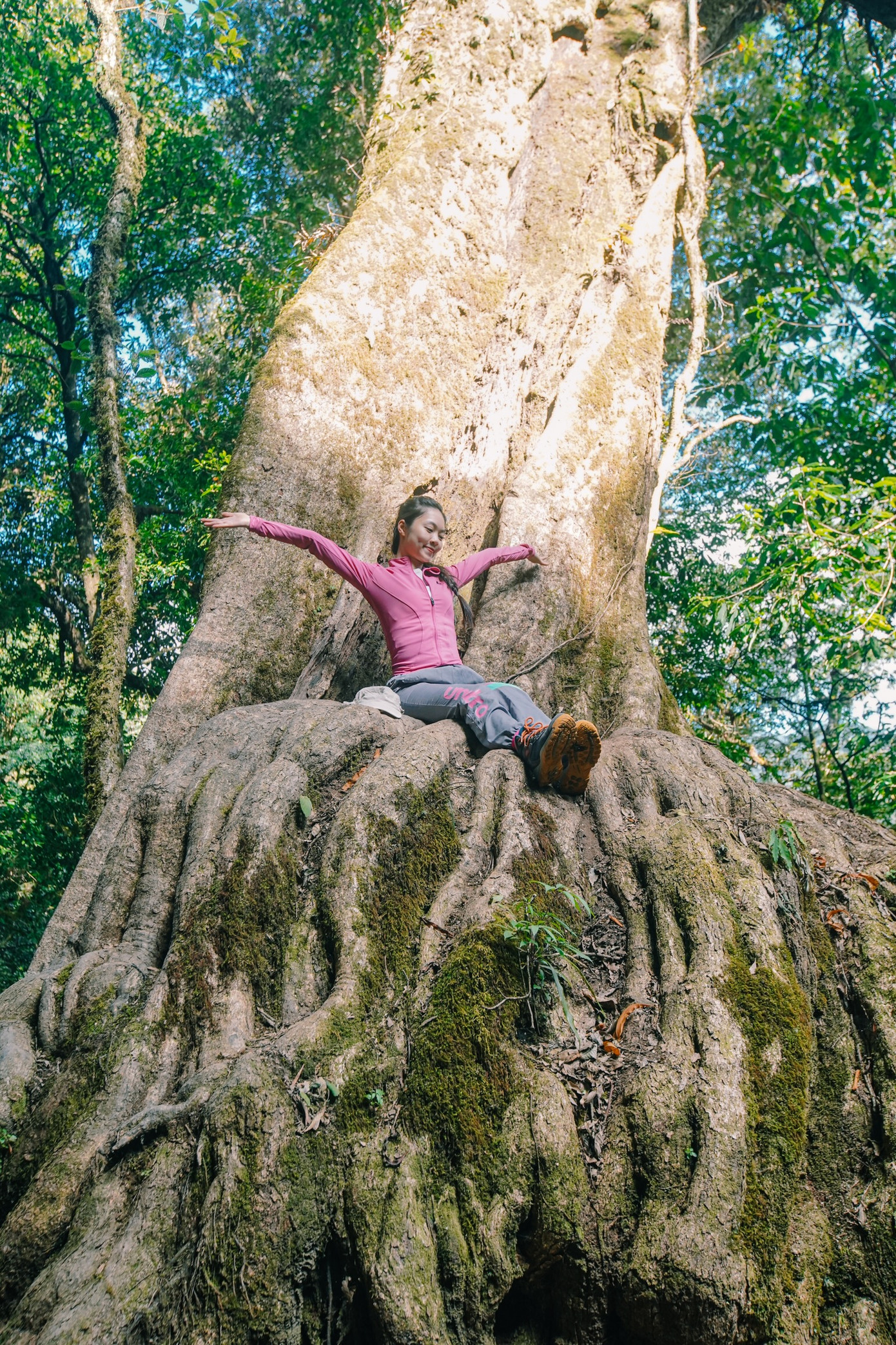 Ngoài "cây thần kỳ", trên đường trekking đỉnh Sa Mu còn nhiều cây cổ thụ với hình dáng, vẻ đẹp huyền bí, cổ kính.