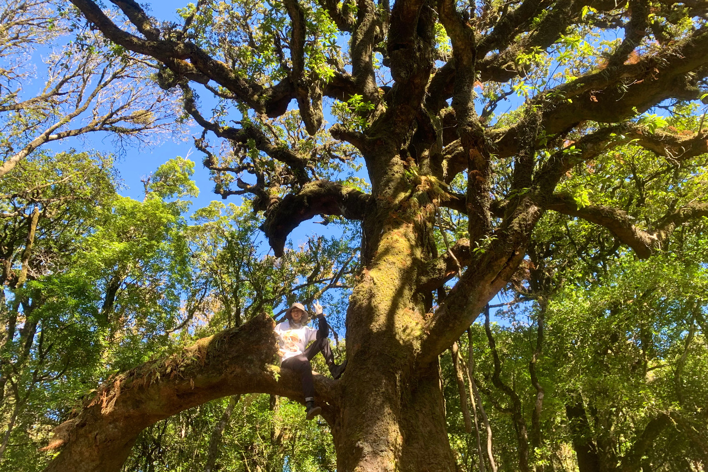Du khách trèo lên cây cổ thụ trăm tuổi đặc biệt này để chụp ảnh.
