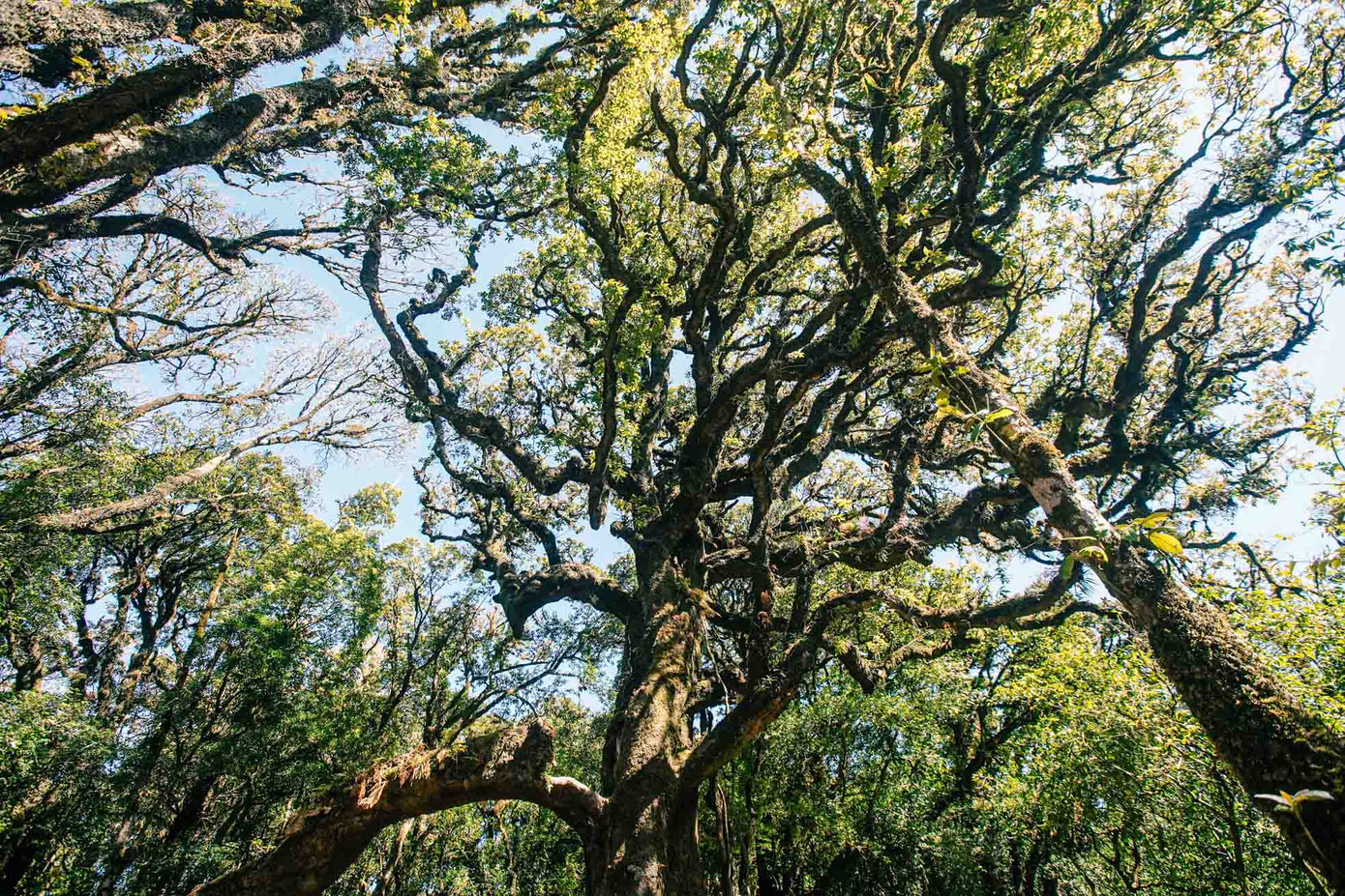 Tà Xùa (huyện Bắc Yên) được gọi là thiên đường mây với nhiều địa điểm săn mây nổi tiếng như sống lưng khủng long, đỉnh gió, mỏm đá lạc đà; đỉnh Sa Mu ở độ cao 2.756 m so với mực nước biển. Đỉnh này nằm cách thành phố Sơn La khoảng hơn 100 km, trên ranh giới giữa hai tỉnh Sơn La và Yên Bái, thuộc rừng đặc dụng Tà Xùa - một phần kéo dài của dãy Hoàng Liên về phía Nam. Cung đường trekking đỉnh Sa Mu sẽ đi xuyên qua một khu rừng nguyên sinh mang nét đặc trưng của rừng mưa nhiệt đới, với đa dạng thực vật như rêu, đỗ quyên, lá phong, rừng trúc và nhiều suối, thác. Thảm thực vật trong rừng thay đổi theo độ cao và hướng sườn núi. Đặc biệt, du khách sẽ được chiêm ngưỡng "cây thần kỳ" hàng trăm tuổi, đây là cây cổ thụ với những nhánh chằng chịt đầy huyền bí.