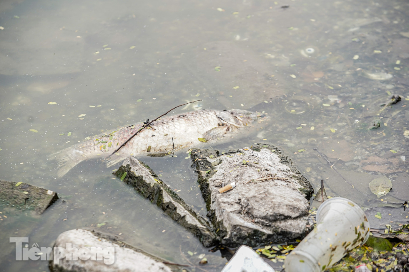 Cá chết trôi dạt ven hồ.