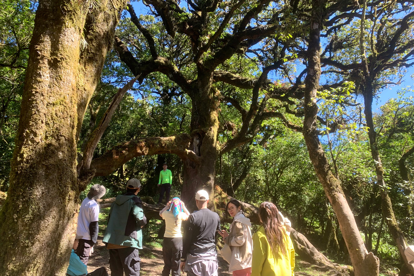 Rất nhiều người chinh phục đỉnh Sa Mu bởi vì sự có mặt của "cây thần kỳ".