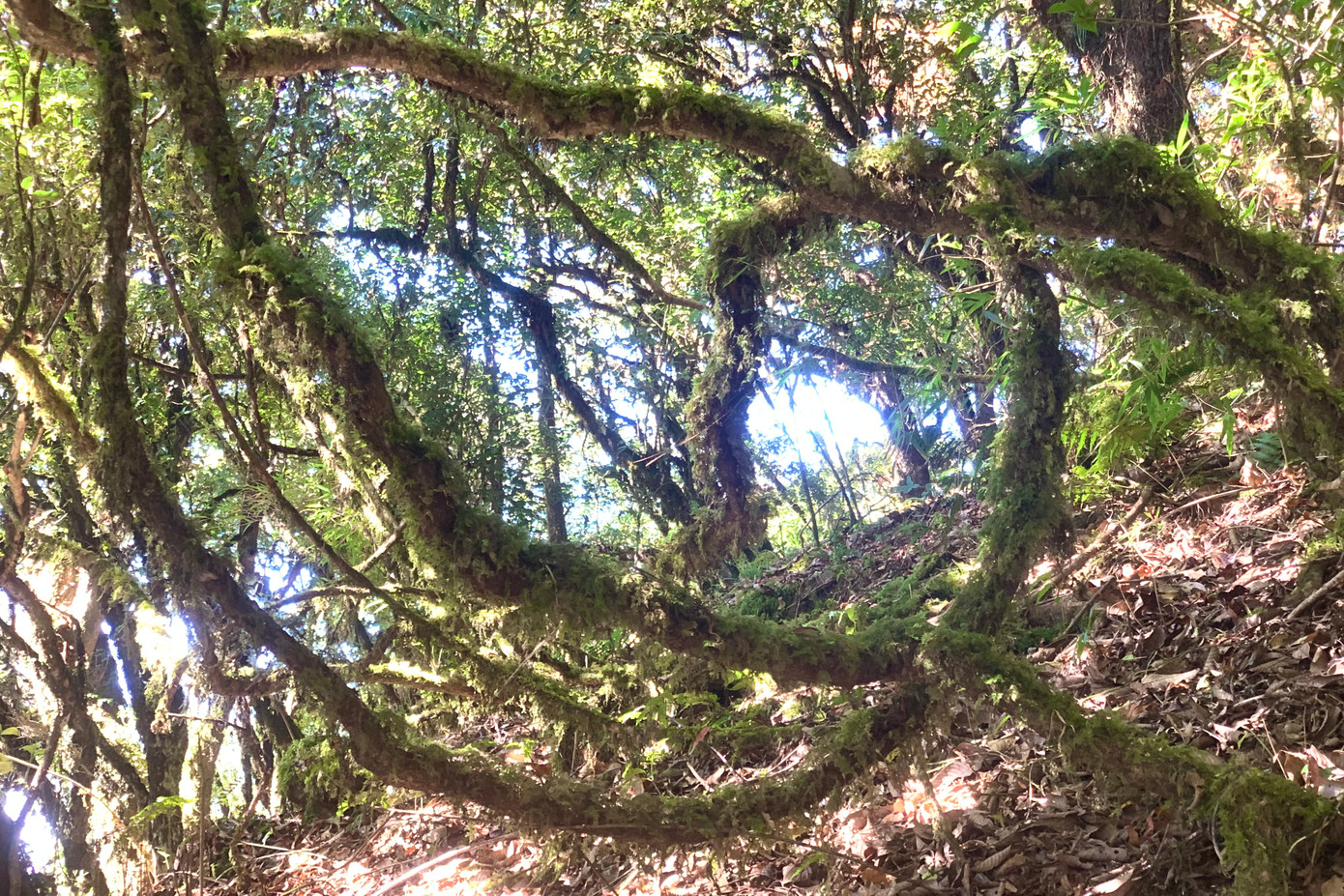 Ngoài "cây thần kỳ", đường trekking Sa Mu được ví như khu rừng cổ tích với thảm thực vật đa dạng và phong phú.