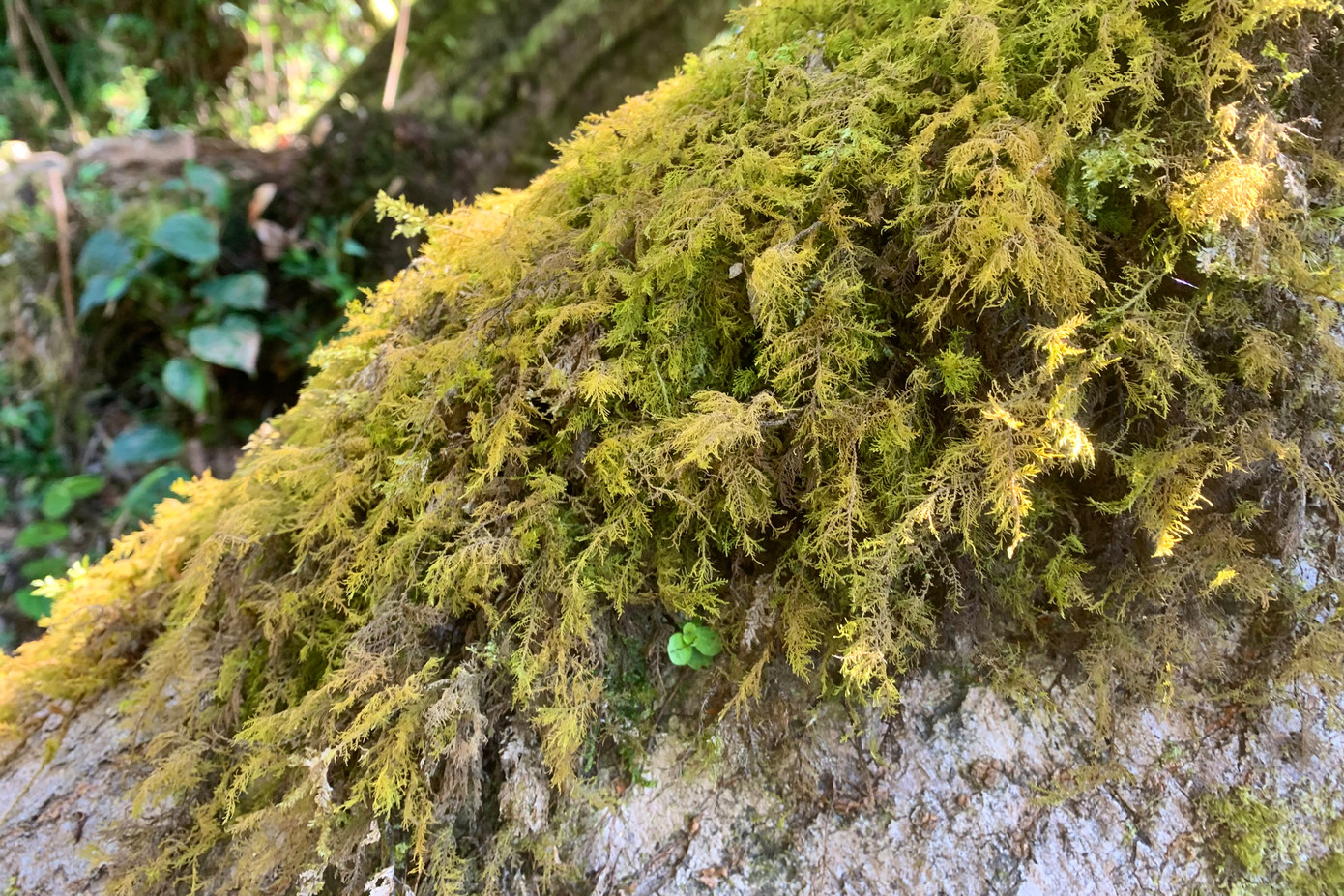 Rêu bám đầy rễ, thân và cành tạo nên vẻ đẹp huyền bí, cổ kính cho cây.