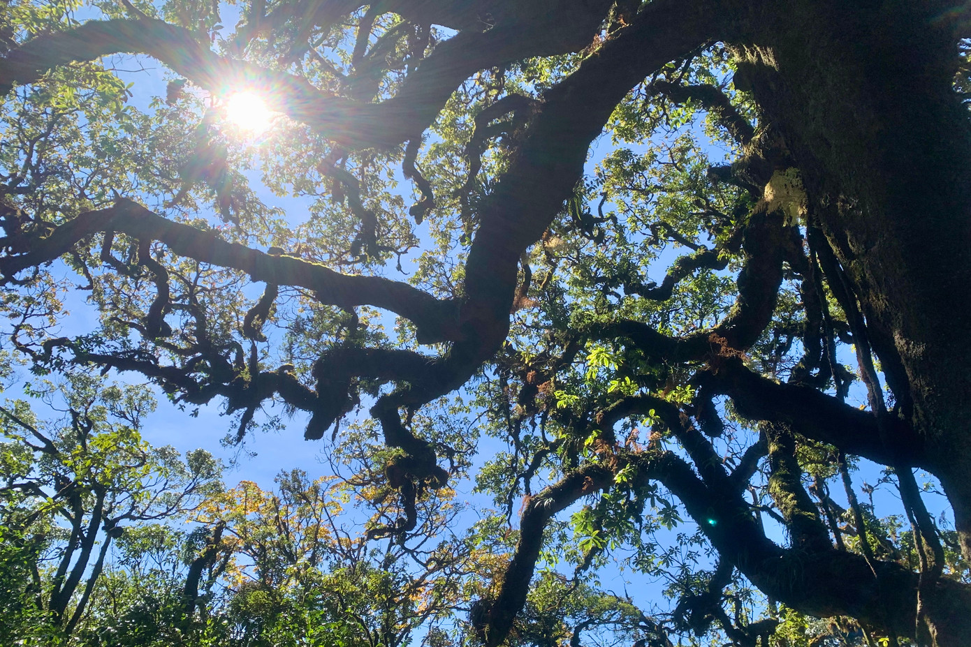 Cây thần kỳ tạo ra khung cảnh tựa như thế giới cổ tích.