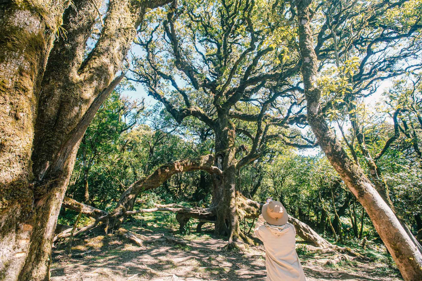 "Cây thần kỳ" nằm trên đường trekking đỉnh Sa Mu từ xã Háng Đồng hoặc xã Làng Chếu với độ dài đường đi khoảng 15-20 km.