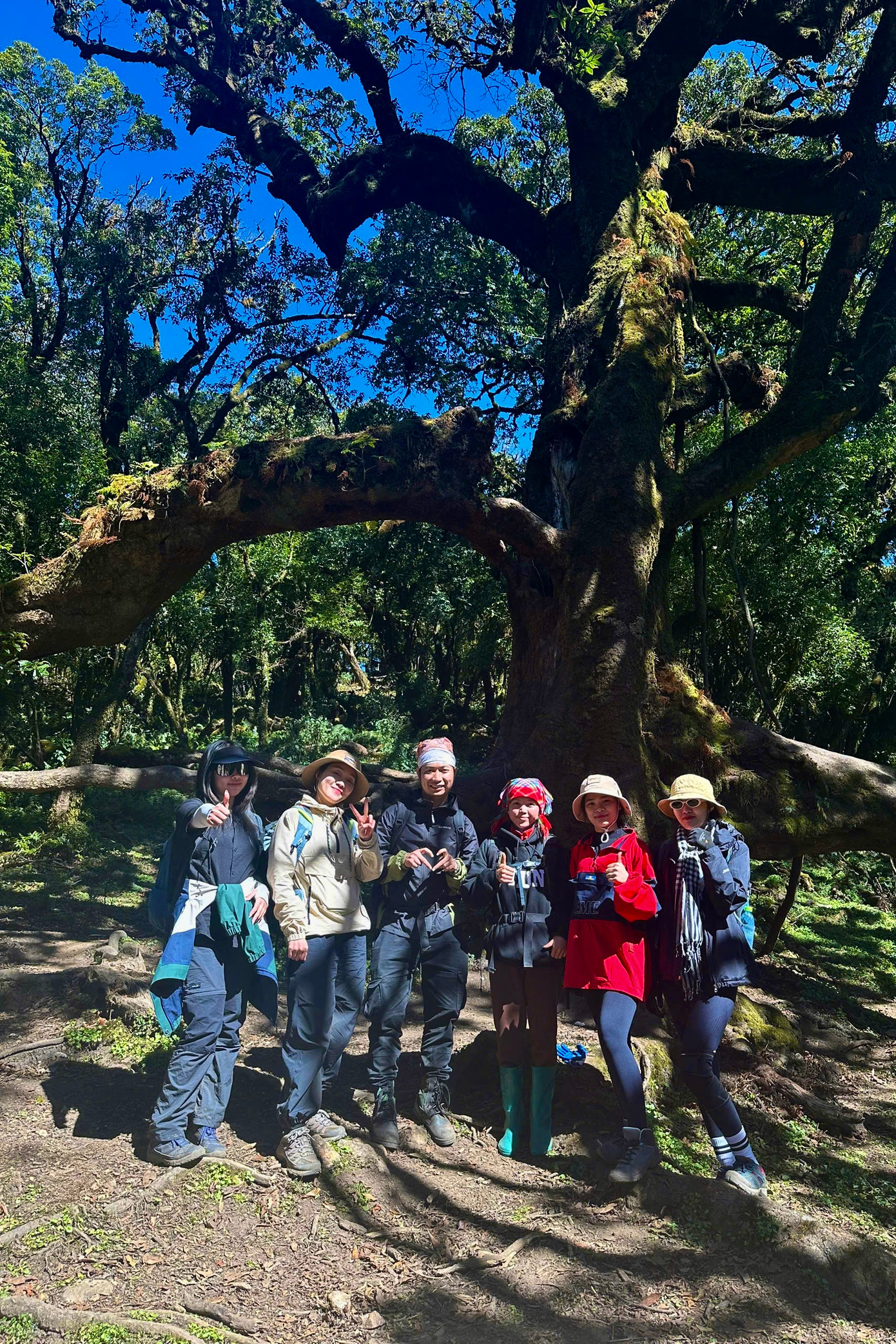 Một nhóm du khách chụp ảnh với "cây thần kỳ" trên đường trekking đỉnh Sa Mu.