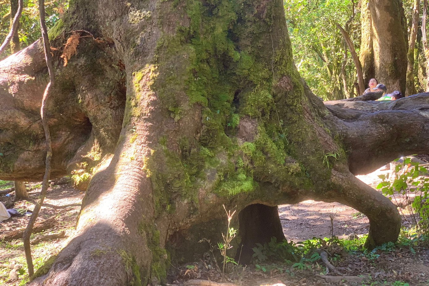 Bộ rễ khủng bám sâu mặt đất.