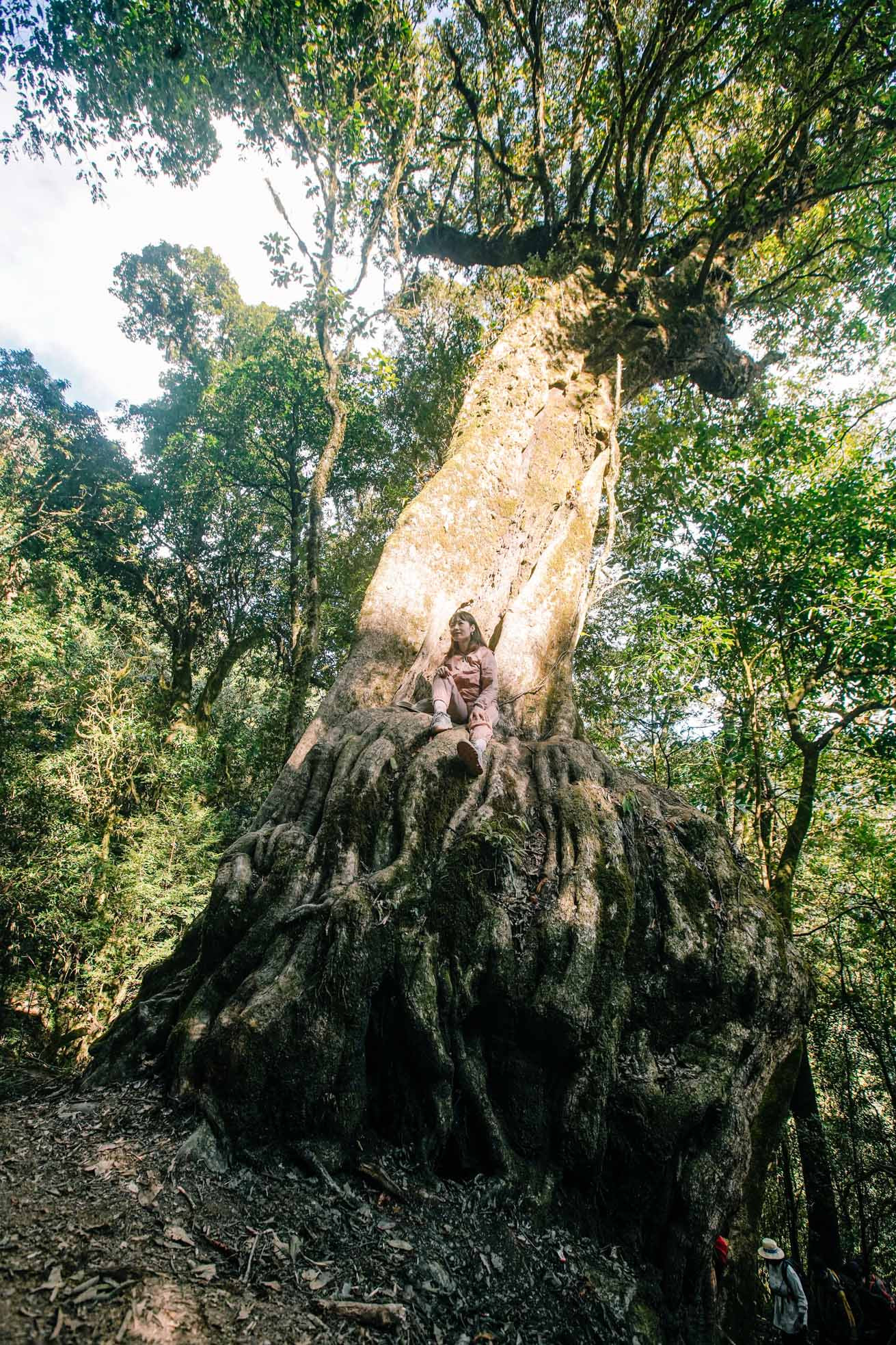 Ngoài "cây thần kỳ", trên đường trekking đỉnh Sa Mu còn nhiều cây cổ thụ với hình dáng, vẻ đẹp huyền bí, cổ kính.