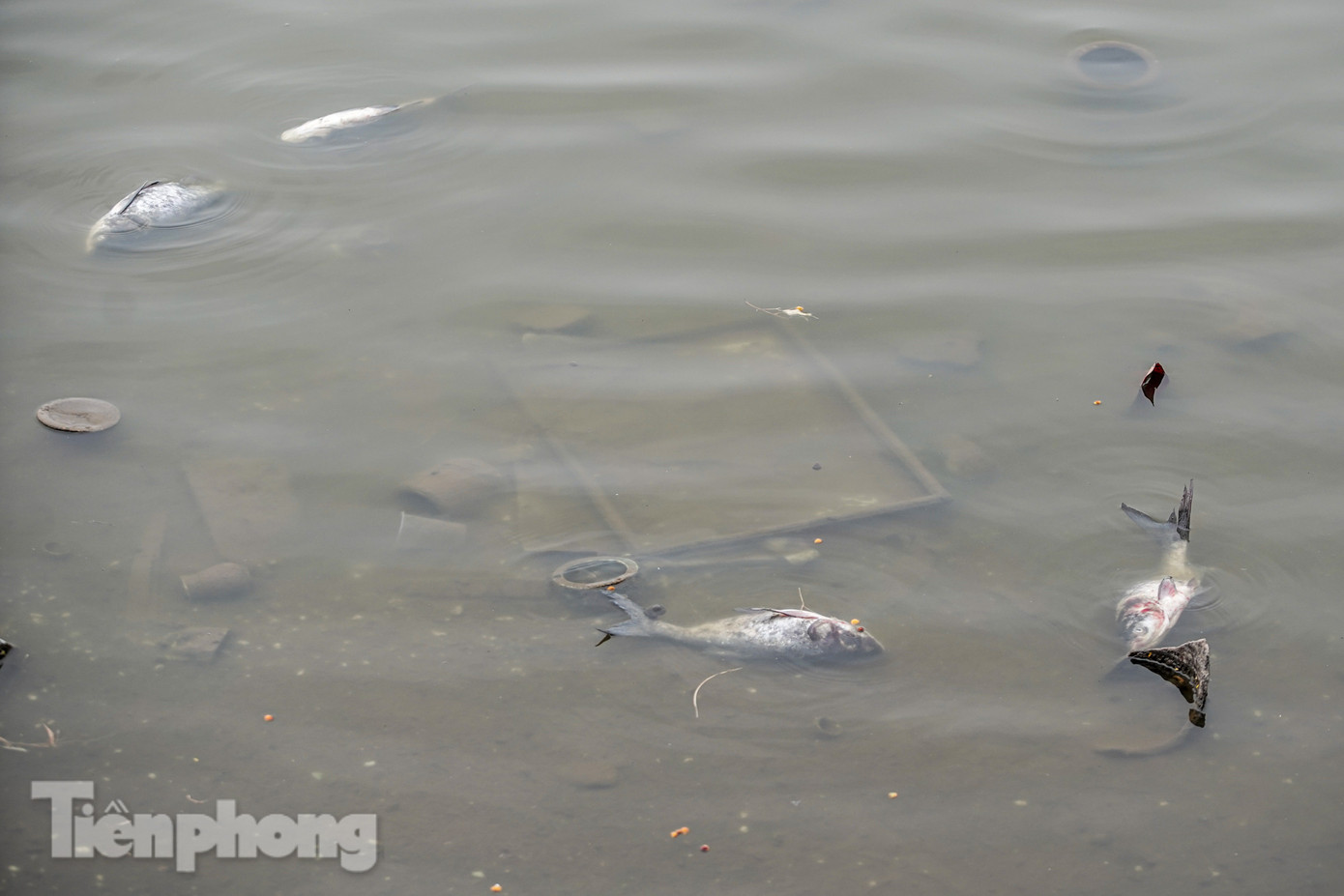 Cá chết trôi dạt ven hồ.