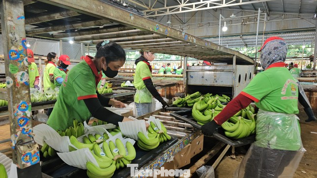 Nhiều doanh nghiệp dự kiến thưởng Tết cho người lao động. Nhiều doanh nghiệp dự kiến thưởng Tết cho người lao động.