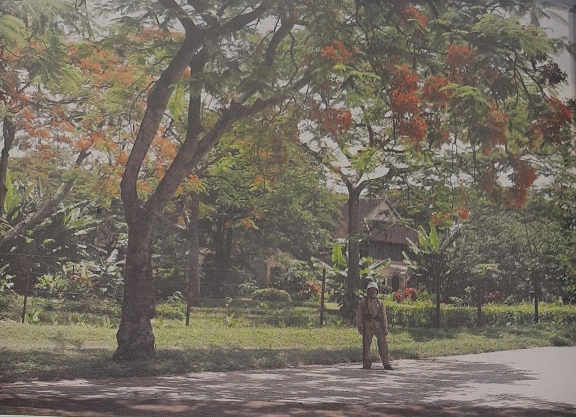 Cây phượng vĩ nở hoa và người lính Pháp.