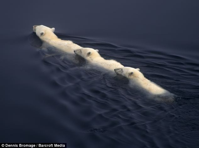 Ba mẹ con gấu trắng bơi giữa dòng nước băng tan chảy