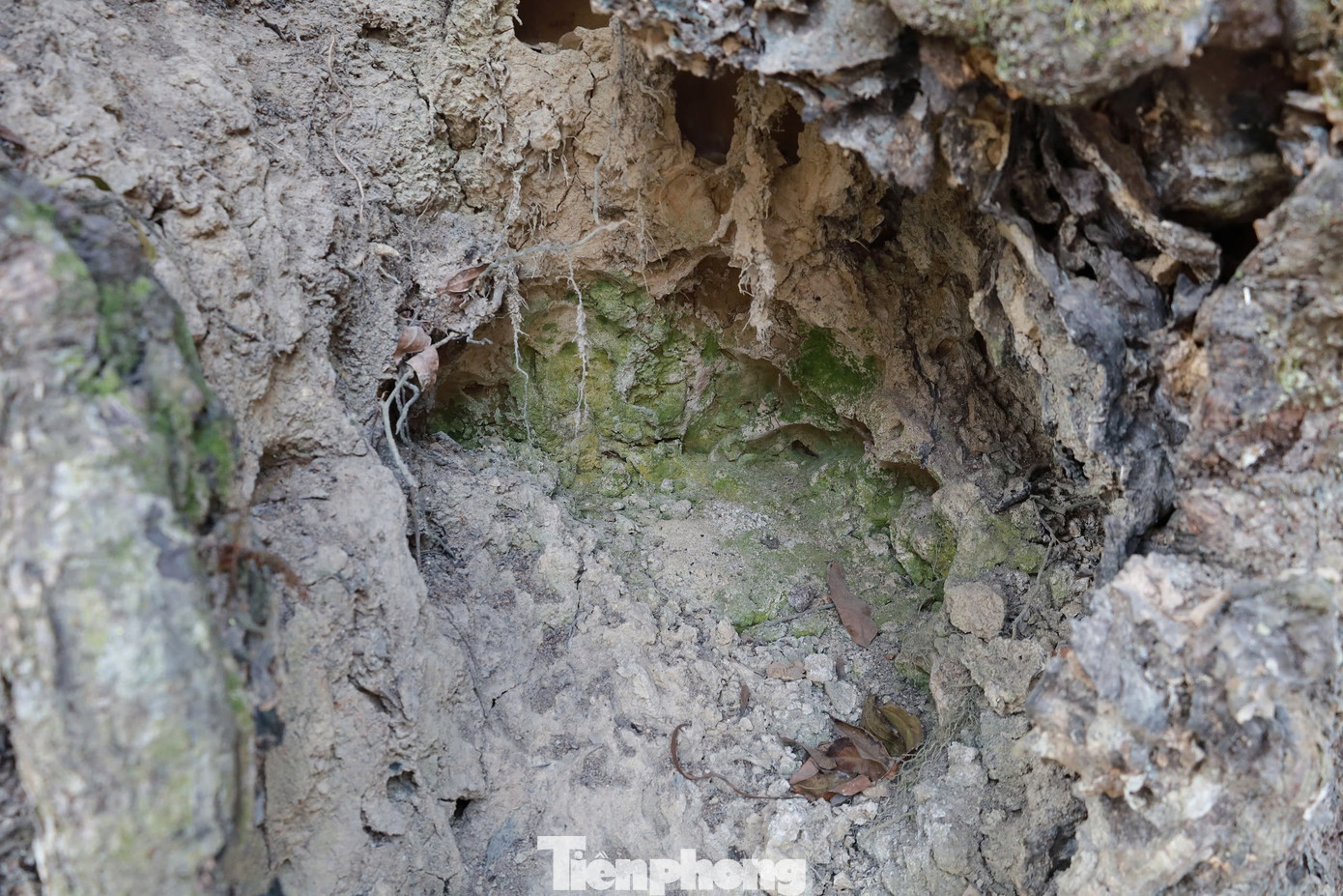 Những bậc cao niên trong làng Di Nậu cho hay, vào những năm “cụ” thị chưa được giữ gìn, chăm sóc cẩn thận về mùa đông, trẻ con trong làng đi chăn trâu cắt cỏ, tập trung ở gốc cây đốt rơm sưởi ấm, đã cháy sém cả gốc, tạo nên hốc lớn ở giữa thân, nhưng cây thị vẫn hiên ngang không hề hấn gì.