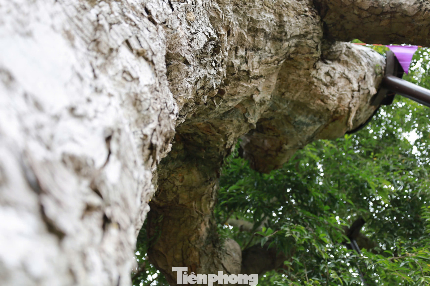 “Tên tuổi của cây táu nổi tiếng trong giới khoa học của Việt Nam, khu vực và thế giới. Độ tuổi của 'cụ' táu bạc không chỉ là ước lượng hay nói vống lên tuỳ thích. Các nhà khoa học trong và ngoài nước đã nghiên cứu, lấy mẫu thí nghiệm rất kỹ lưỡng và có kết luận 'cụ' đã có niên đại 2.100 năm”, ông Khánh cho hay.