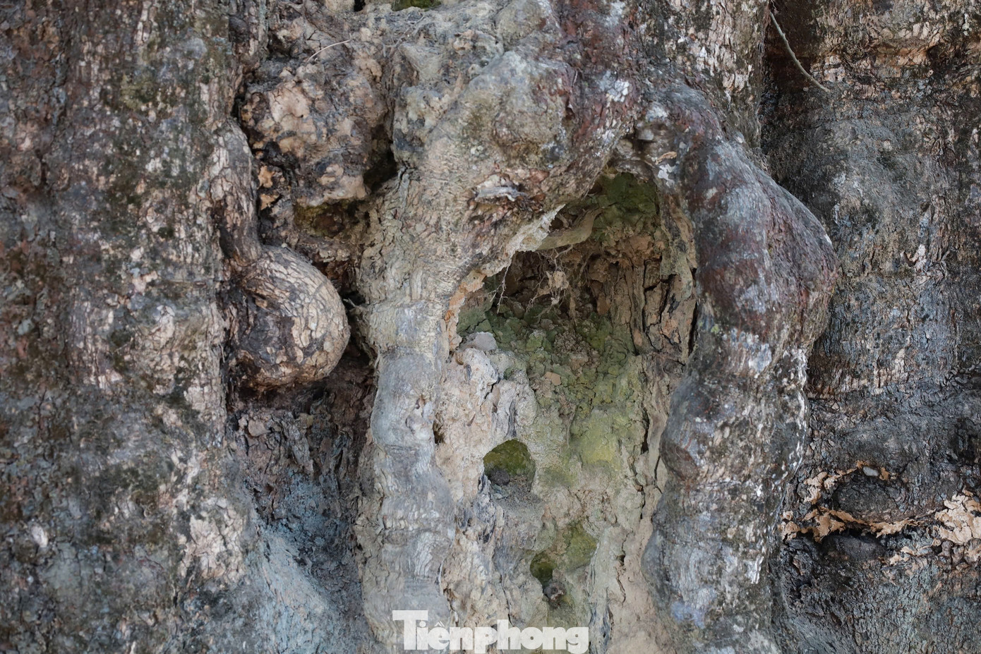 Ông Hạp mô tả thế rồi tán thán: “Đất cổ Dị Nậu hiện vẫn còn những “bảo vật” hấp thụ linh khí đất trời, đồng cam cộng khổ với người dân chân lấm tay bùn hàng nghìn năm nay. Vạn vật hữu linh với các thế hệ người dân."