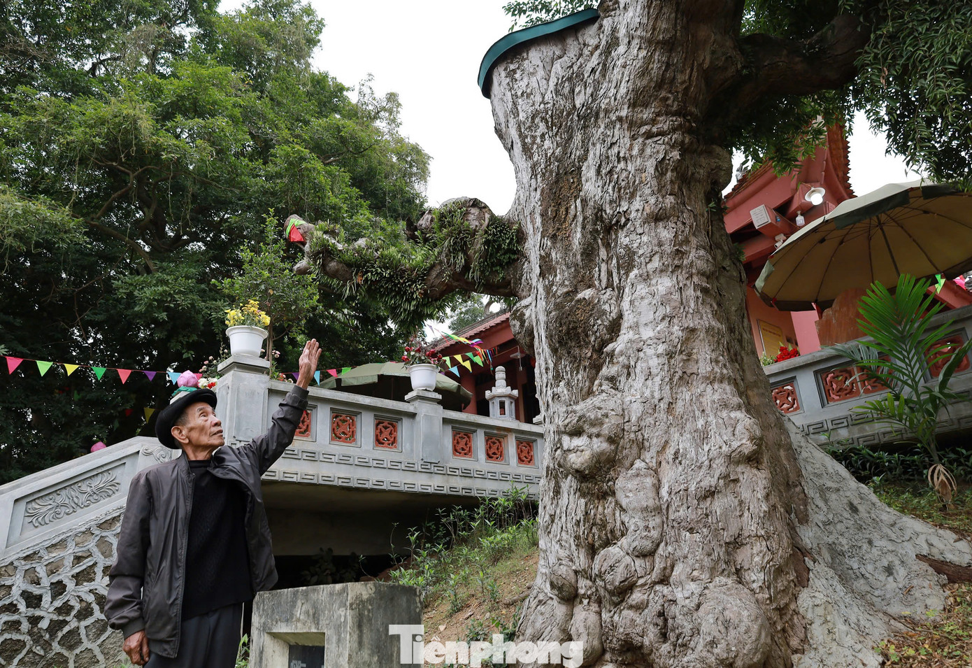Theo ông Nguyễn Thiện Ninh (88 tuổi) thủ từ đền Thiên Cổ, hai bên cổng đền Thiên Cổ vốn có 2 cây táu có niên đại giống nhau. Nhưng cách đây 500 năm, sau trận cuồng phong một cây táu đã bị gãy, đổ.