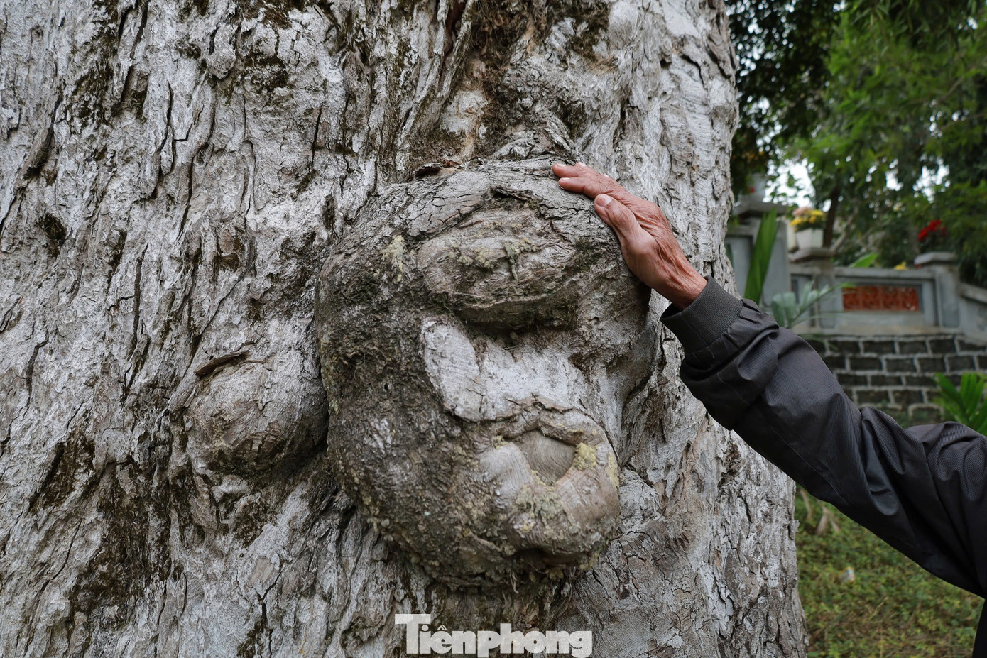 Văn bia lập trong di tích ghi: “Gần 2.100 năm trôi qua, trải qua biến thiên của thời gian, chiến tranh, nhân dân nơi đây vẫn sẵn sàng hy sinh cả tính mệnh để bảo tồn nguyên vẹn đình, miếu, lăng mộ, hai cây táu quý, di tích quý giá của thời đại Hùng Vương”.