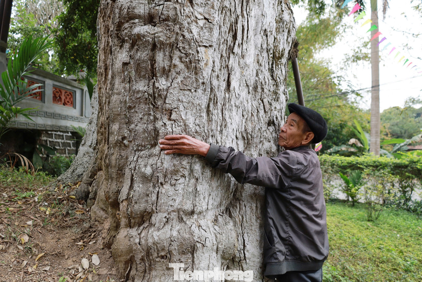 Theo ông Ninh, cây táu cổ gắn liền với sự tích thiêng của đền Thiên Cổ, nơi thờ vợ chồng thầy giáo Vũ Thế Lang và thục nương Nguyễn Thị Thục. Đây là hai người có công dạy công chúa Tiên Dung và Ngọc Hoa, con vua Hùng thứ 18. Khi vợ chồng thầy giáo mất, người dân địa phương đã chôn cất và lập đền thờ ngay tại làng. Để ghi dấu ấn, tạo nên cảnh quan cho ngôi đền, người dân đã trồng hai cây táu từ thời đó.