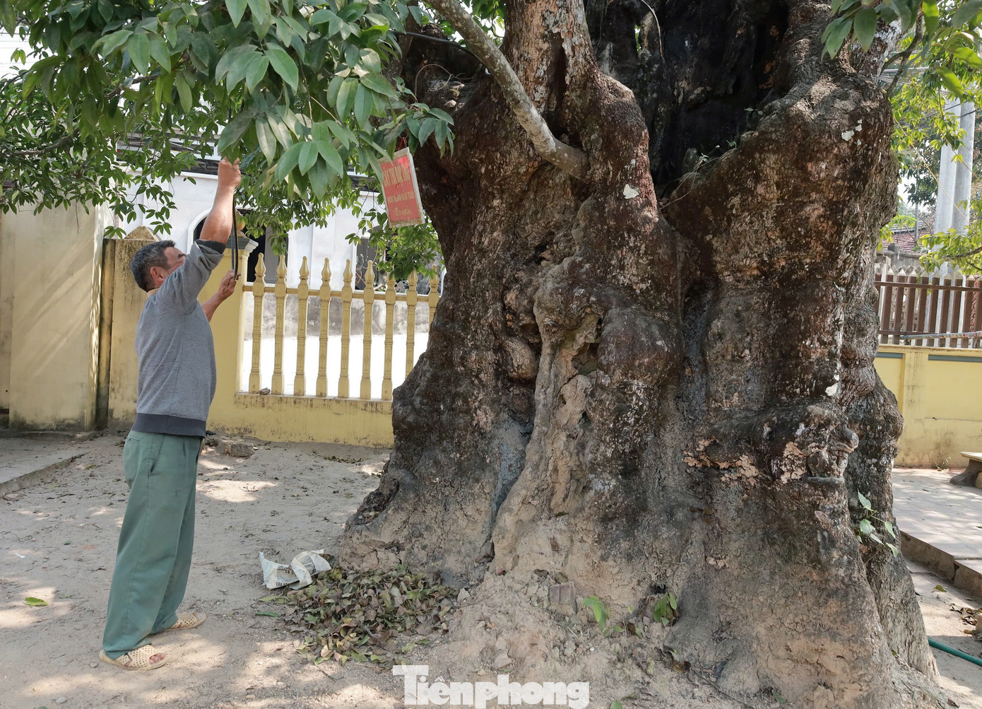 “Cách đây 2 năm, một trận bão lớn đã làm sạt nghiêng cây, gãy cành. Người dân trong làng đau thắt ruột như thấy người thân gặp nạn, chung tay góp sức đào hố xây cột trụ bê tông chống đỡ cho thân cây”, ông Hạp kể.