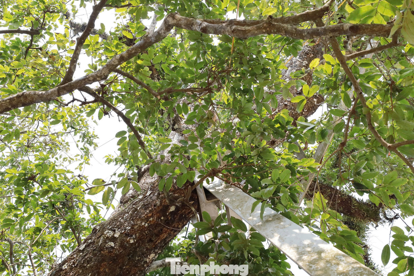 “Cụ” thị đã trở thành “thần cây”, biểu tượng linh thiêng, minh chứng cho truyền thống lịch sử hào hùng, giá trị văn hóa bất biến với thời gian.