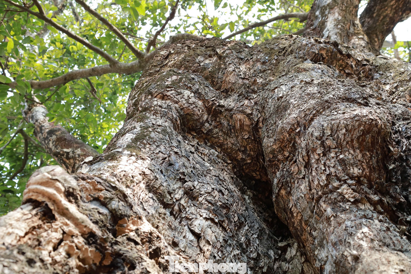 “Cụ” thị đã sống hơn nghìn năm tuổi, nhưng đều đặn hàng năm cho hoa trái, tỏa hương thơm ngát trên vùng đất thiêng. Tính từ gốc thị lên cao khoảng 1m có một hốc rỗng. Đường kính hốc rộng nửa mét, dài hơn mét nằm sâu trong thân cây.