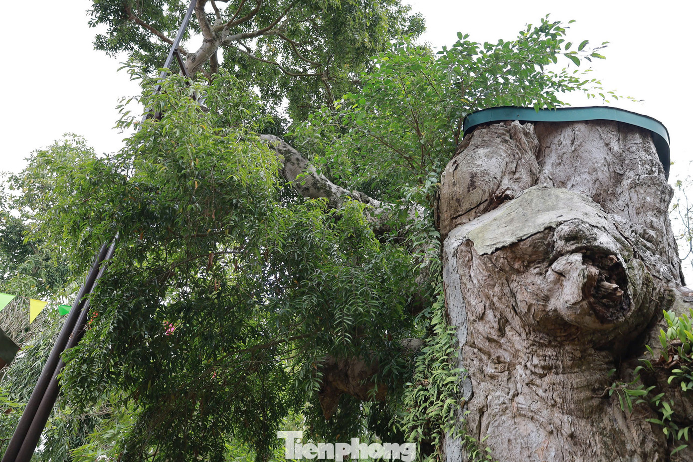 Theo ông Khánh, cây táu bạc là một trong những cây cổ thụ lâu năm nhất được phát hiện tại Việt Nam. Năm 2012, cây táu được công nhận là cây di sản Việt Nam.