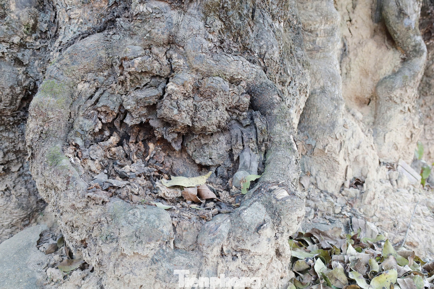 “Cụ” thị gốc xù xì, thô ráp chu vi cây 7,96m, gốc cây thị giáp mặt đất có rễ bạnh ra với chu vi tới 11,5m, chiều cao từ gốc đến ngọn khoảng 18,45m, 5 người trưởng thành vòng tay ôm cũng chưa kín gốc.