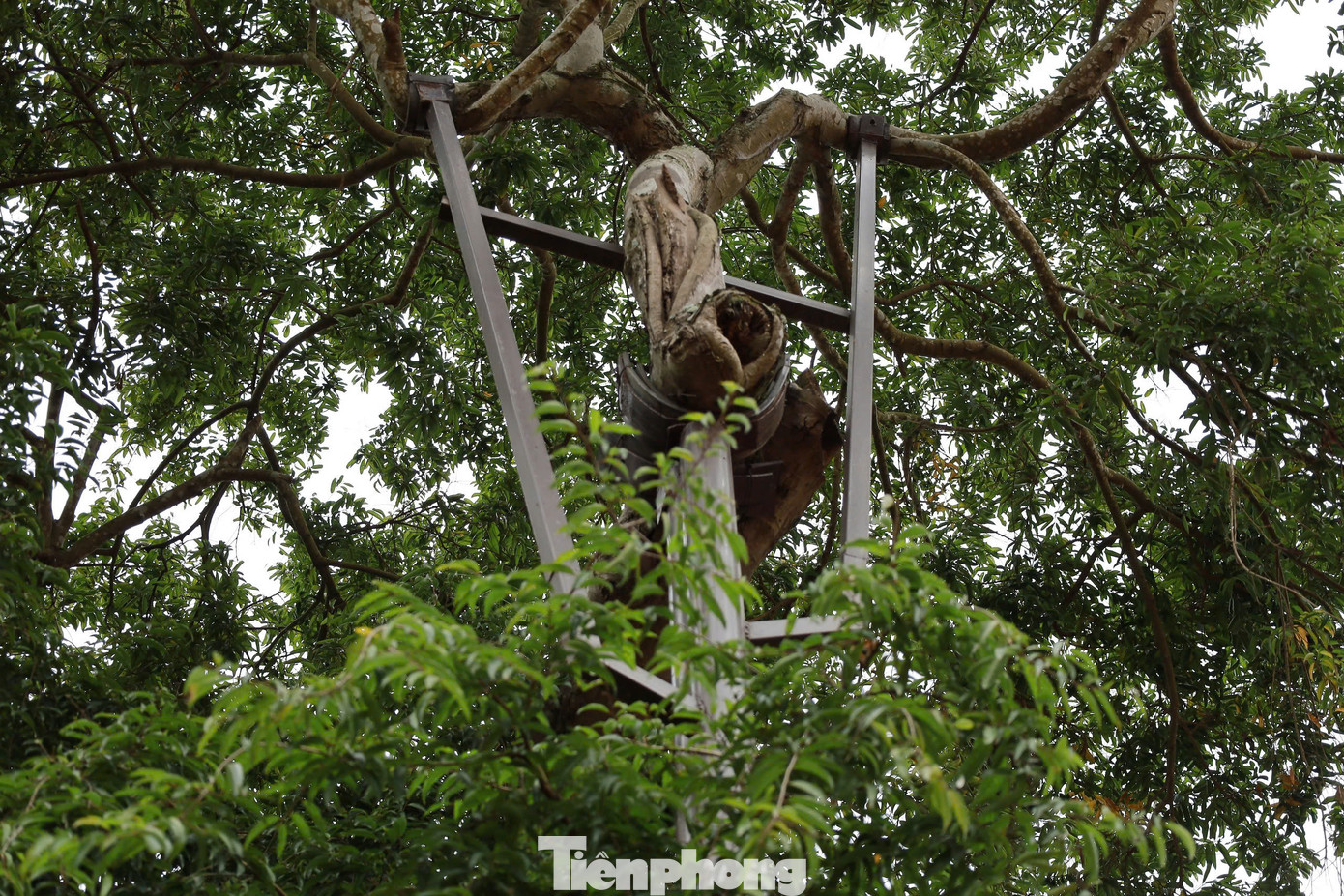 Sau nhiều nỗ lực cứu chữa, cây táu bạc lại nở hoa. Mùa hoa mới minh chứng cho một sức sống trường tồn của cây. “Cây táu cổ ở đền Thiên Cổ không chỉ góp thêm cảnh quan cổ kính cho nơi đây, mà còn là chứng nhân lịch sử, văn hóa của dân tộc trong suốt chiều dài hàng ngàn năm qua. Ngoài ra, việc cứu chữa thành công cây táu bạc còn góp phần bảo vệ môi trường tự nhiên, bảo vệ nguồn gen của một số loại cây quý hiếm”, ông Khánh nói.