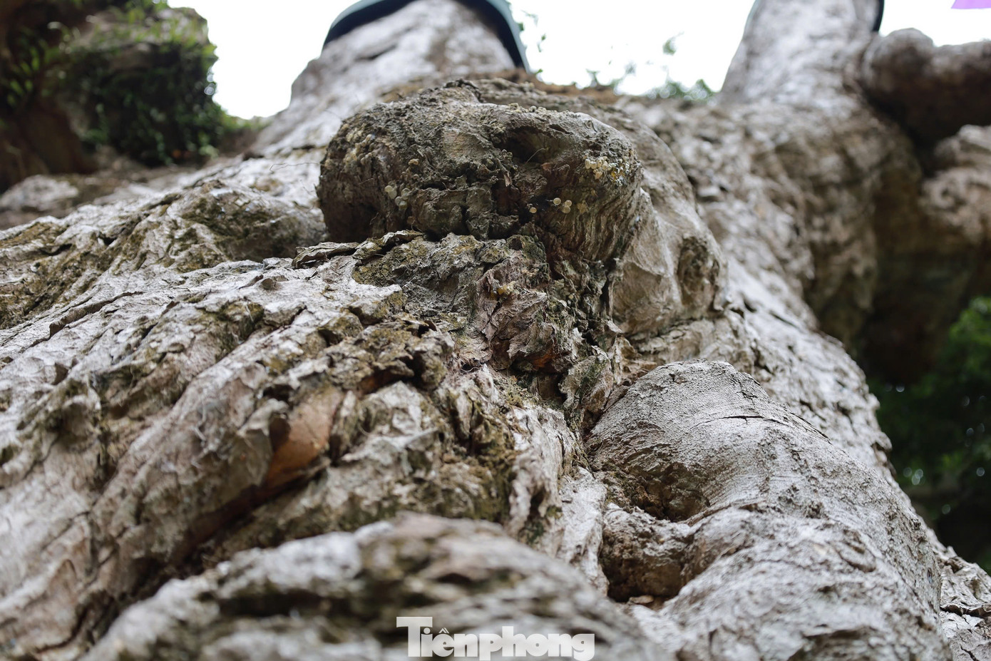 Văn bia lập trong di tích ghi: “Gần 2.100 năm trôi qua, trải qua biến thiên của thời gian, chiến tranh, nhân dân nơi đây vẫn sẵn sàng hy sinh cả tính mệnh để bảo tồn nguyên vẹn đình, miếu, lăng mộ, hai cây táu quý, di tích quý giá của thời đại Hùng Vương”.