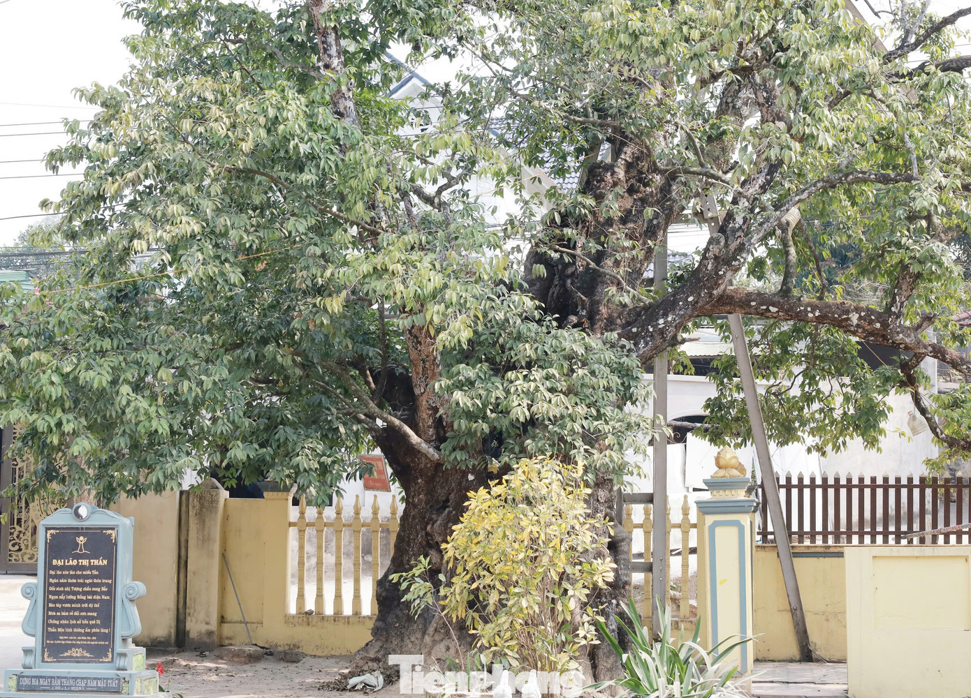 Đến xã Dị Nậu hiện nay, du khách sẽ được chiêm ngưỡng và nghe những huyền tích về “cụ” thị đã hơn nghìn năm tuổi. Ông Tạ Đình Hạp (88 tuổi, cán bộ nghỉ hưu, người có nhiều năm nghiên cứu về di tích lịch sử của làng Dị Nậu) chia sẻ, tương truyền vùng đất này là nơi phát tích thủy tổ của truyền thuyết “Sơn tinh, Thủy Tinh”. Theo Ngọc phả của làng còn lưu giữ ở Viện nghiên cứu Hán Nôm, miếu thờ Đức Thánh Tản Viênđược dân làng lập nên từ năm 258 trước Công nguyên để thờ cúng các danh tướng thời vua Hùng thứ 18. Và “cụ” thị “ngự” trước miếu thờ Đức Thánh Tản Viên. Trong ảnh: "Cụ" thị với tấm bia tạc bài thơ theo danh xưng dân làng đặt cho "cụ" là "đại lão thị thần".