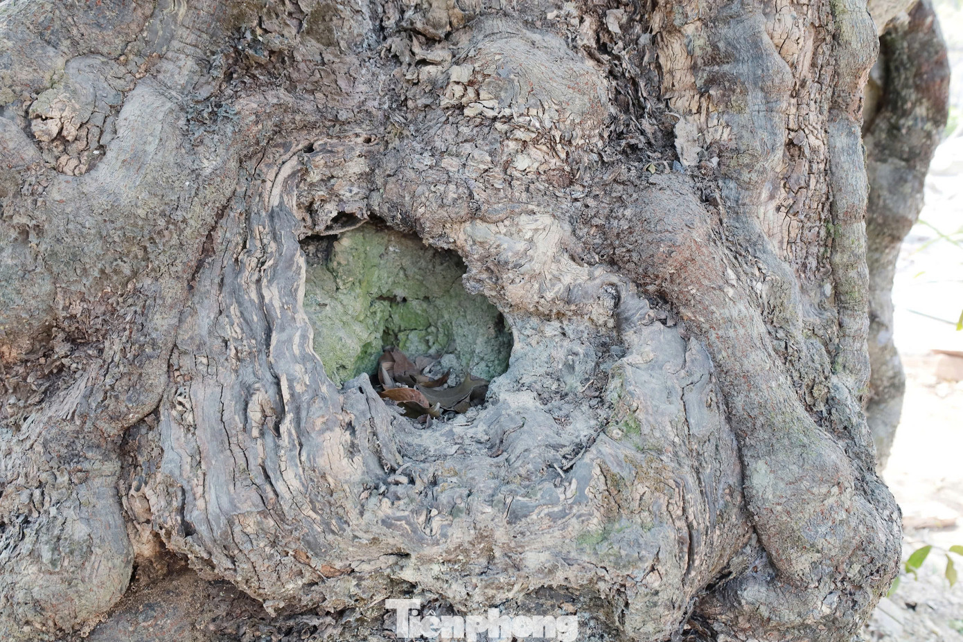 “Cụ” thị gốc xù xì, thô ráp chu vi cây 7,96m, gốc cây thị giáp mặt đất có rễ bạnh ra với chu vi tới 11,5m, chiều cao từ gốc đến ngọn khoảng 18,45m, 5 người trưởng thành vòng tay ôm cũng chưa kín gốc.