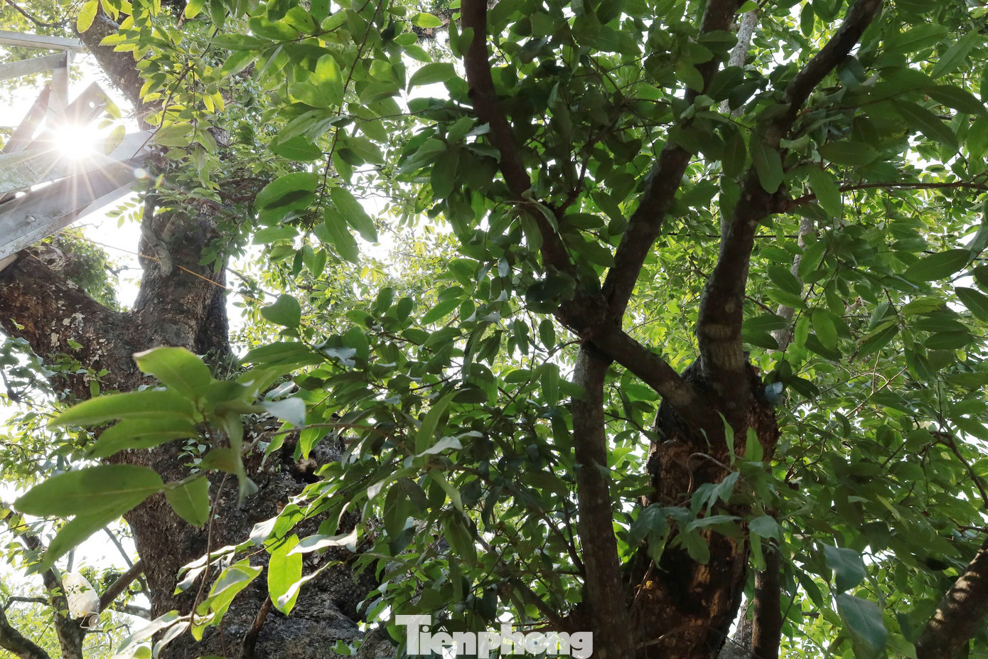 Điều kỳ diệu là cây thị cho ra 2 loại quả tròn và quả dẹt (người dân gọi là thị men). Quả tròn có hạt; thị men không có hạt. Điều này chưa được giải thích và không có tích để lại, nhưng theo người dân nơi đây, quả tròn là hình tượng của trời, còn quả vuông hình tượng của đất.