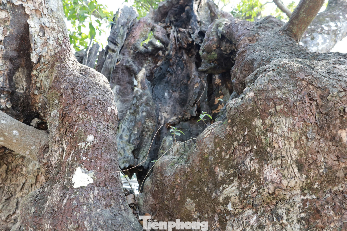 Ông Hạp mô tả thế rồi tán thán: “Đất cổ Dị Nậu hiện vẫn còn những “bảo vật” hấp thụ linh khí đất trời, đồng cam cộng khổ với người dân chân lấm tay bùn hàng nghìn năm nay. Vạn vật hữu linh với các thế hệ người dân."