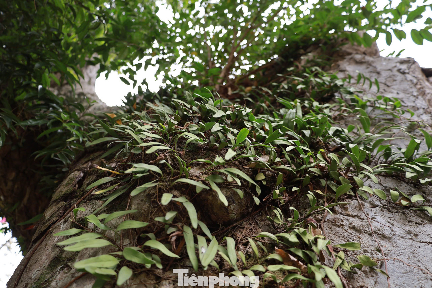 Năm 2014, “sức khỏe” cây táu bạc suy yếu nghiêm trọng. Thân cây lão hóa, bị mối xông mục ruỗng, thiếu chất dinh dưỡng, nhiều cành bị khô và chết dần. “Khi sức khỏe cụ yếu, cả dân làng lo lắng, tìm cách chữa trị, mời các nhà khoa học, chuyên gia đến thẩm định, tìm hướng khắc phục, cứu cây”, ông Ninh nói.