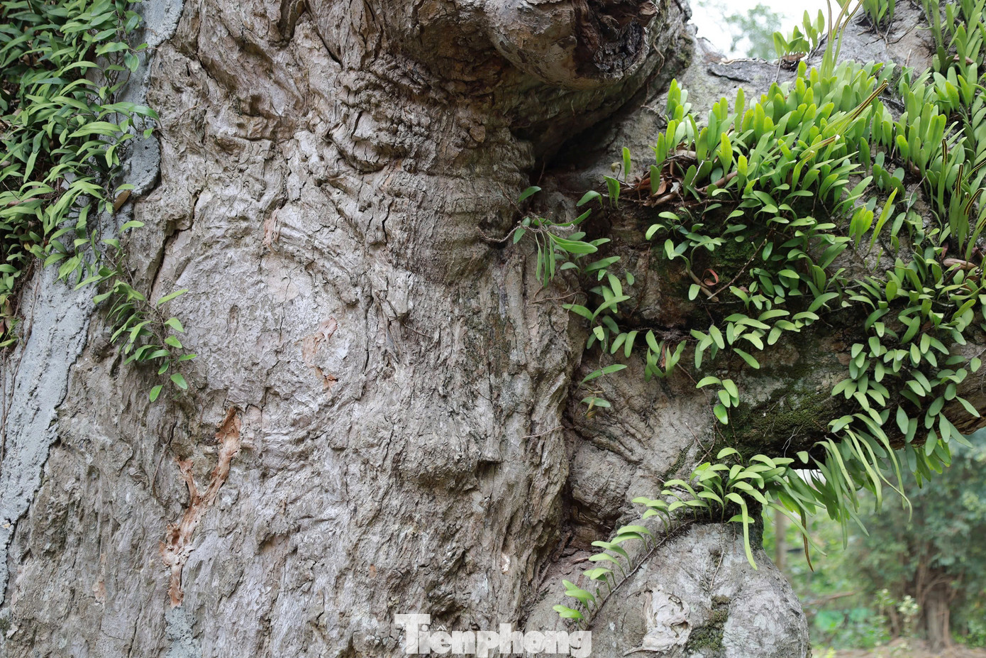 Theo ông Khánh, cây táu bạc là một trong những cây cổ thụ lâu năm nhất được phát hiện tại Việt Nam. Năm 2012, cây táu được công nhận là cây di sản Việt Nam.