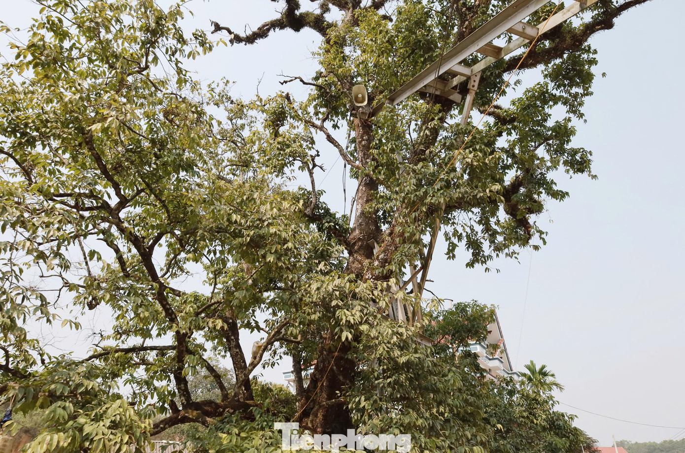Cây thị như một điểm nhấn trong tổ hợp các Di tích Lịch sử - Văn hóa của quê hương. Người dân nơi đây luôn xác định nghĩa vụ giữ gìn, bảo tồn nguồn gen quý hiếm như báu vật của dân làng.