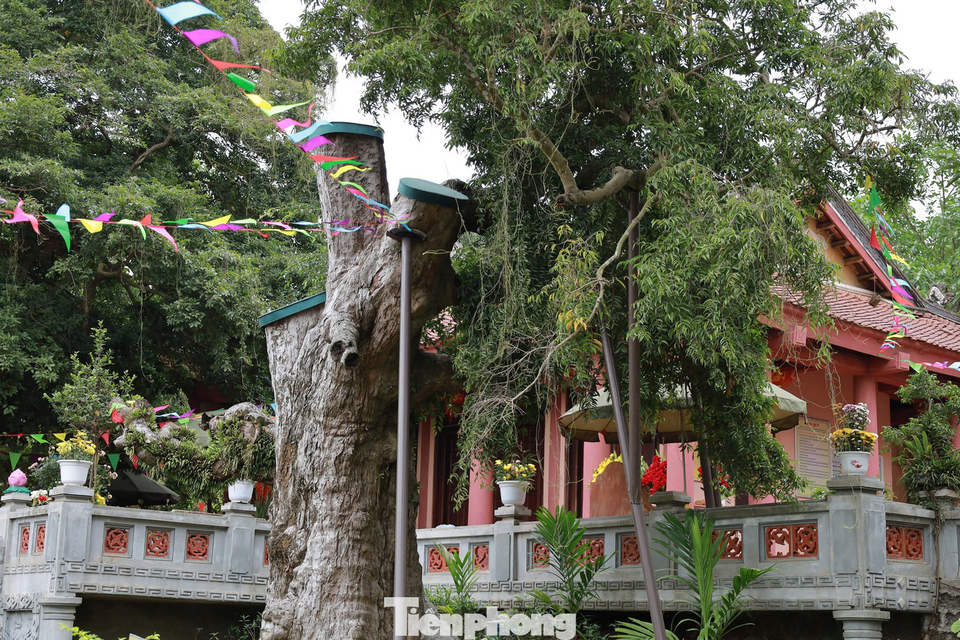 Theo ông Bùi Phúc Khánh, để khôi phục, duy trì sự sống tốt cho cây, Hội Bảo vệ Thiên nhiên và Môi trường tỉnh Phú Thọ mời chuyên gia từ Australia sang khảo sát, cho ý kiến về phương pháp chữa trị và hình thành nên đề tài khoa học: “Nghiên cứu mô hình thử nghiệm chăm sóc, kéo dài tuổi thọ cây táu cổ”.