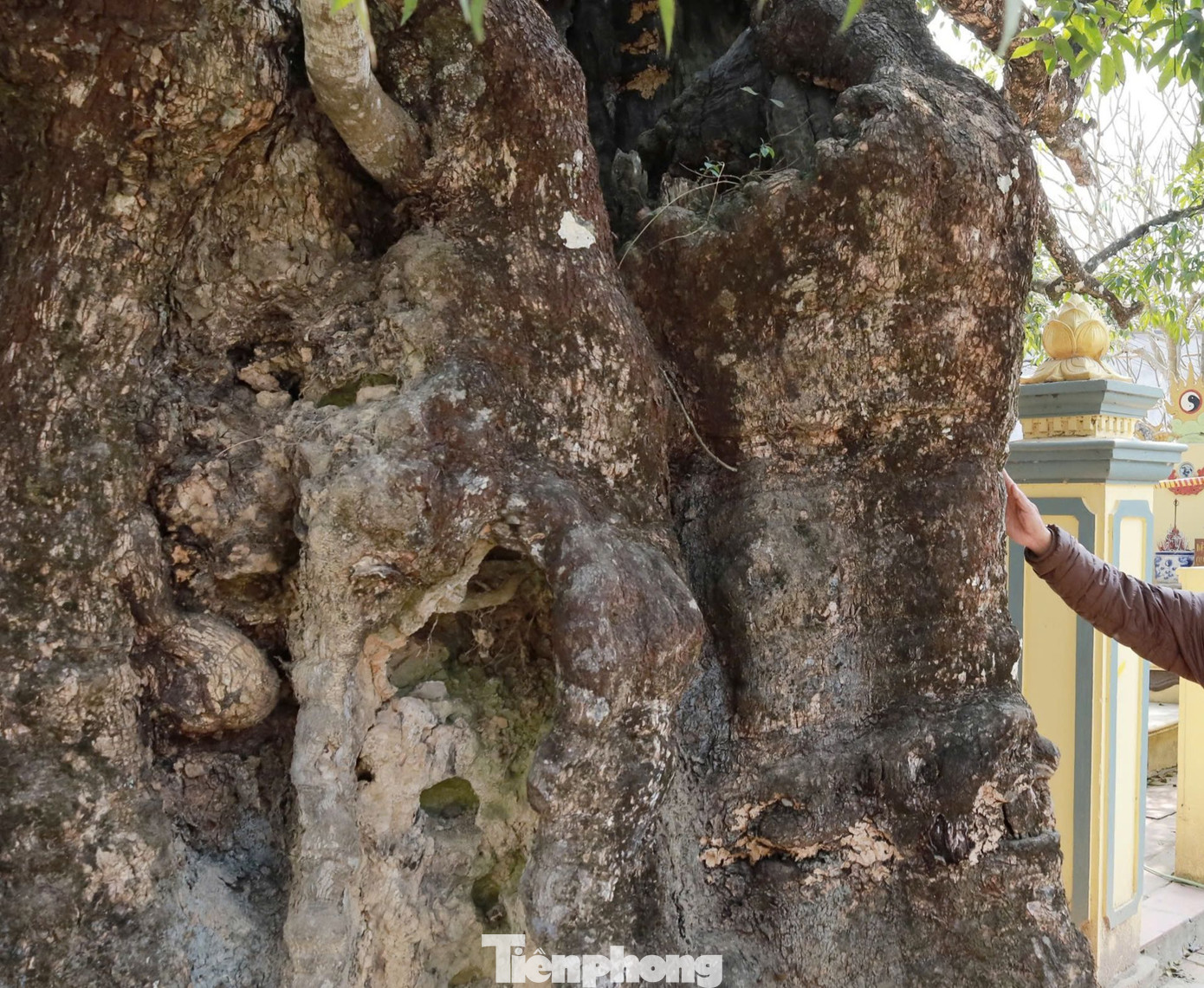 Ông Tạ Đình Hạp nói: “Quan sát kỹ thân cây, mọi người sẽ thấy một điều kỳ thú. Thân cây hướng Tây Nam trổ ra nguyên hình voi con đang cưỡi trên lưng voi mẹ, trong tư thế mẹ con đang ấp iu nhau với dáng điệu biết bao âu yếm, nặng tình mẫu tử. Trên đầu con voi còn hiện ra đôi mắt ngọc cùng chiếc vòi dài thon thả. Cả hai mẹ con voi cúi đầu kính cẩn chầu vào điện Bắc linh thiêng, nơi thờ tự Đức Đại Vương Hiếu Lang, một trong những danh tướng tài ba của thời Vua Hùng”.