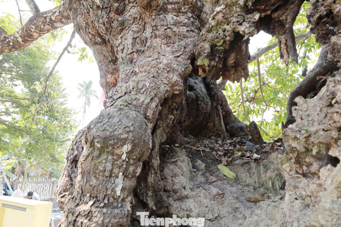 Gốc thị cứ bạnh ra xù xì, khỏe khoắn, thân cây vẫn bền, cành lá trổ lộc xanh tươi, vươn xa, trùm bóng mát lên miếu thờ Đức Thánh Tản Viên. Ngắm nhìn “cụ” thị từ gốc đến ngọn tràn đầy sức sống, năm nào cũng đơm hoa, kết trái.