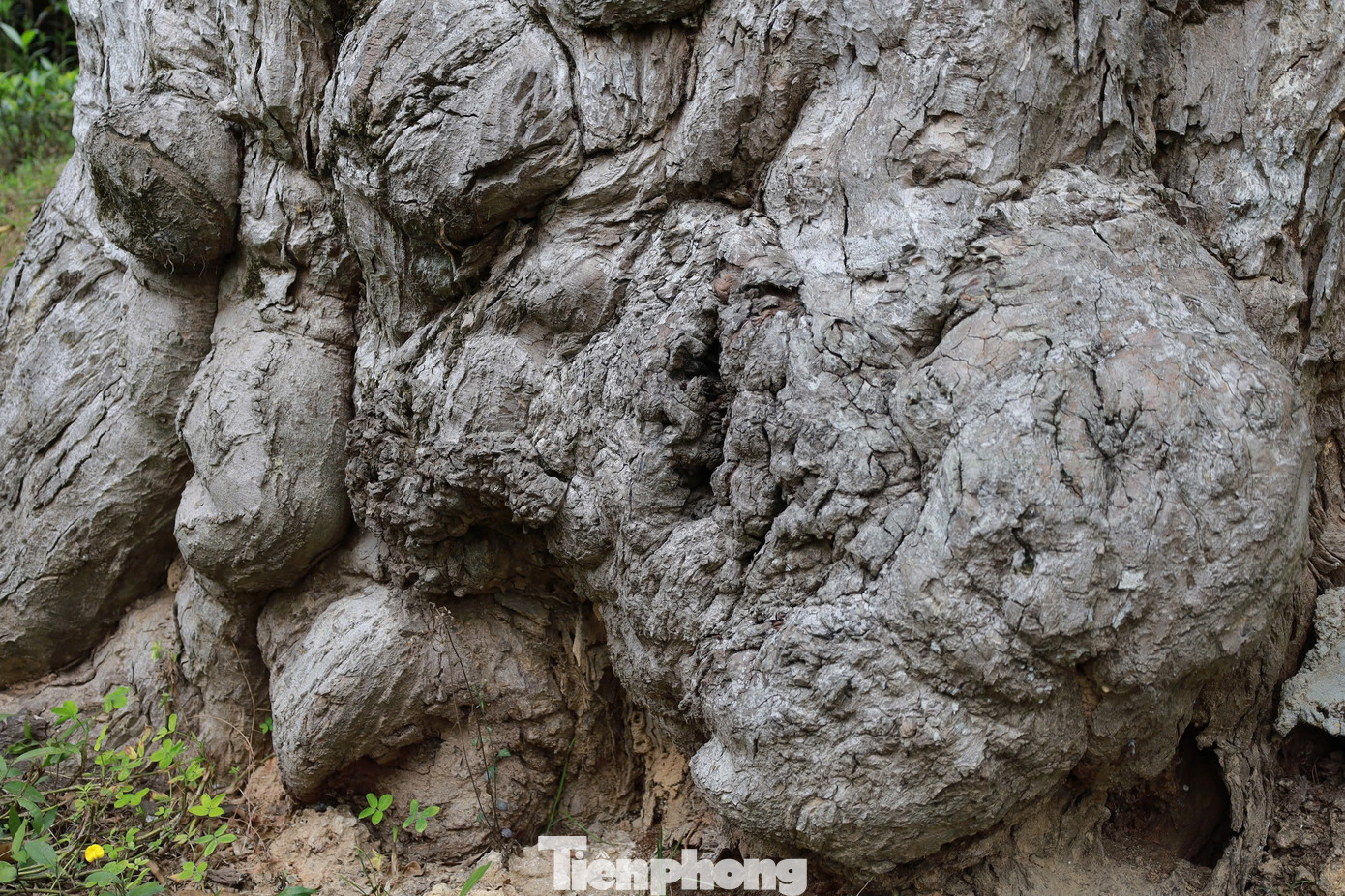 Ông Bùi Phúc Khánh - Chủ tịch Hội Thiên nhiên và Môi trường tỉnh Phú Thọ, giải thích, cây táu bạc có tên khoa học Vatica subglabra Merrill.